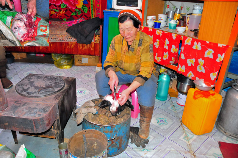 Mongolie